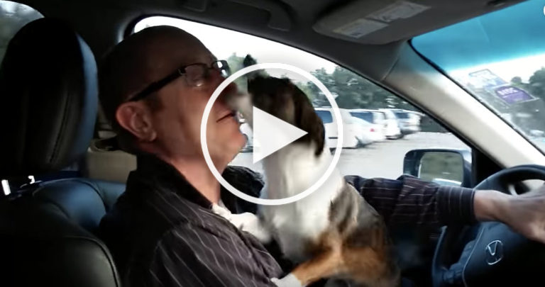 dog goes crazy