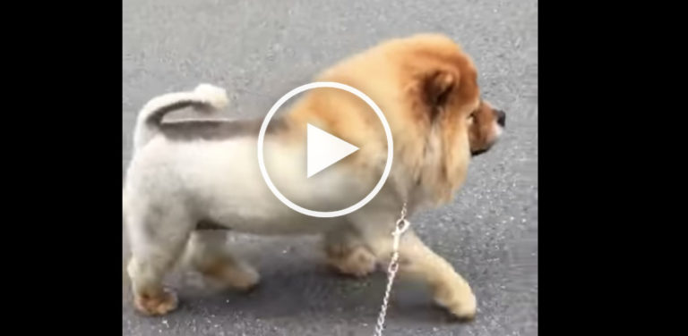 dog or lion, dog lion, lion pomeranian