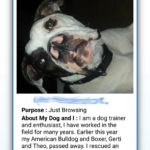 dogapp
