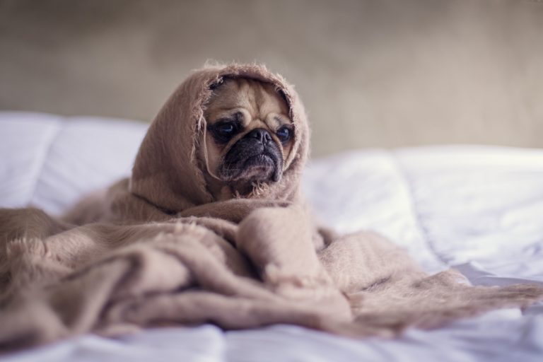 how to convince your husband to get a dog