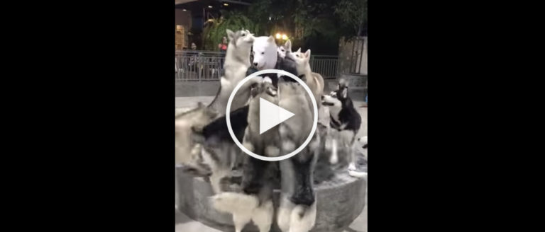 Siberian Huskies Welcome Home Owner, Who Dresses Like Them