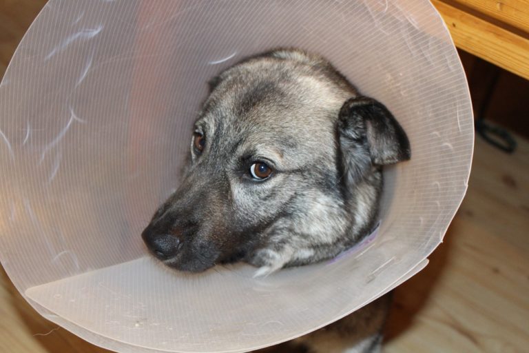 Sarcoptic Mange Treatment