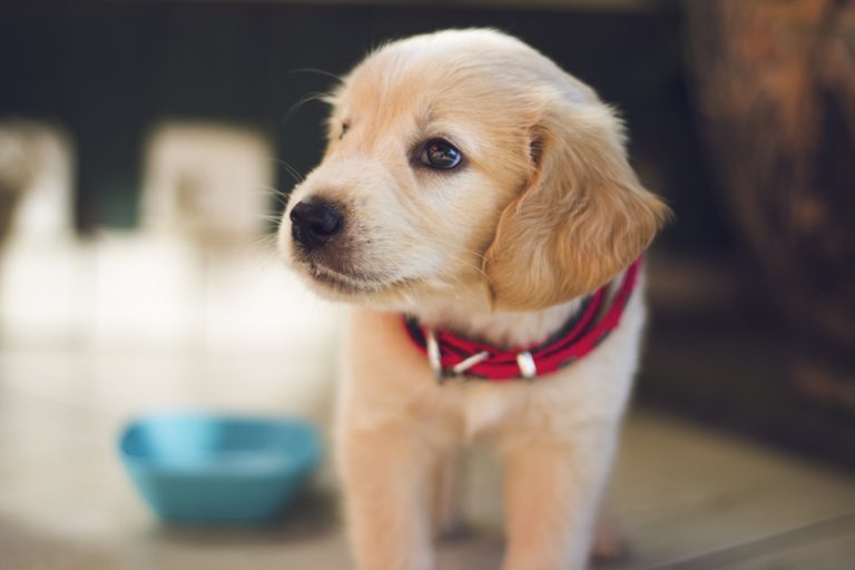Crystal Dog Collars & DIY Healing Crystals for Dogs Collar