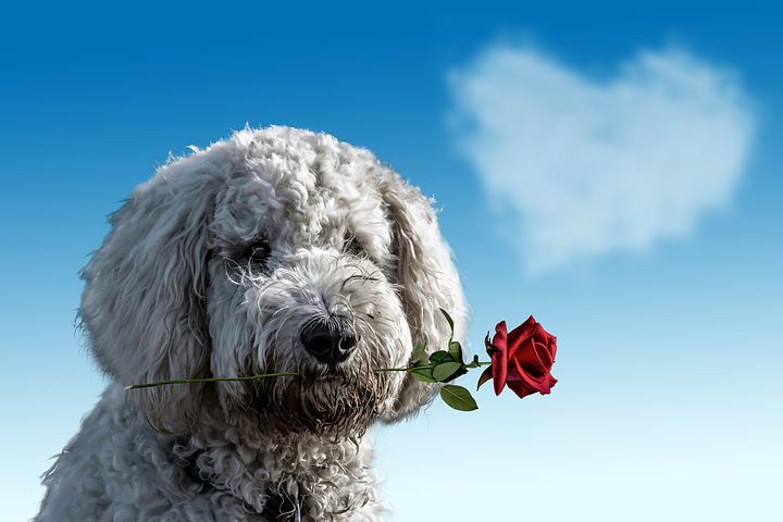 14 Reasons Why Your Dog is Actually Your Best Valentine Ever 14 Reasons Why Your Dog is Actually Your Best Valentine Ever