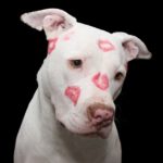 dog valentine 6