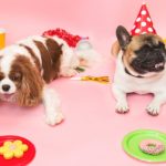 dog valentines day 7