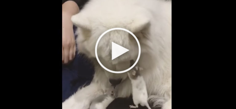 dog and rat play
