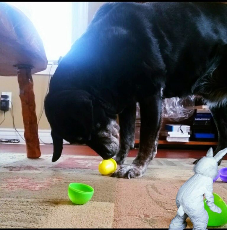 How to Make an Easter Egg Hunt for Your Dog How to Make an Easter Egg Hunt for Your Dog
