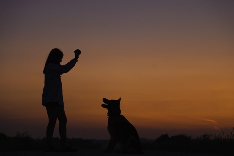 dog hero award