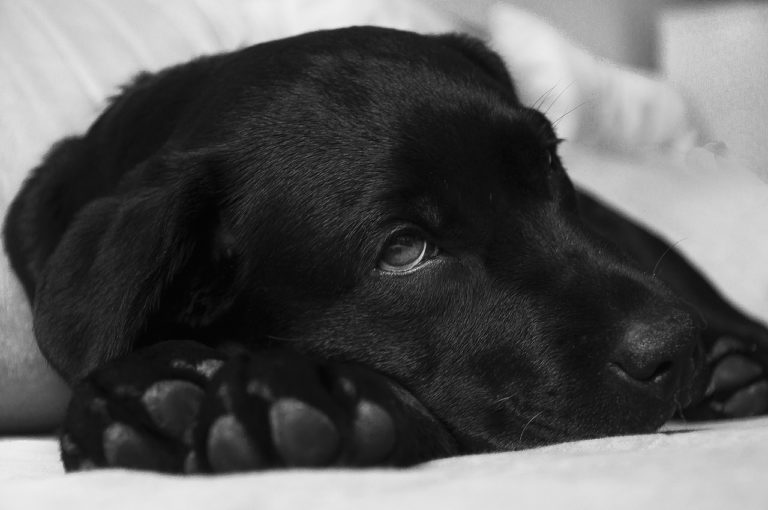 Top 10 Reasons for Dog Vet Visits Top 10 Reasons for Dog Vet Visits