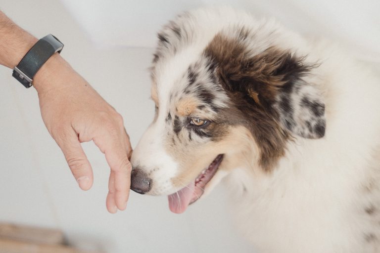 dog study donation