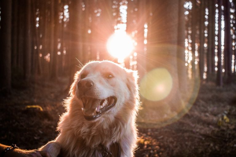 healing crystals for dogs, crystal meanings