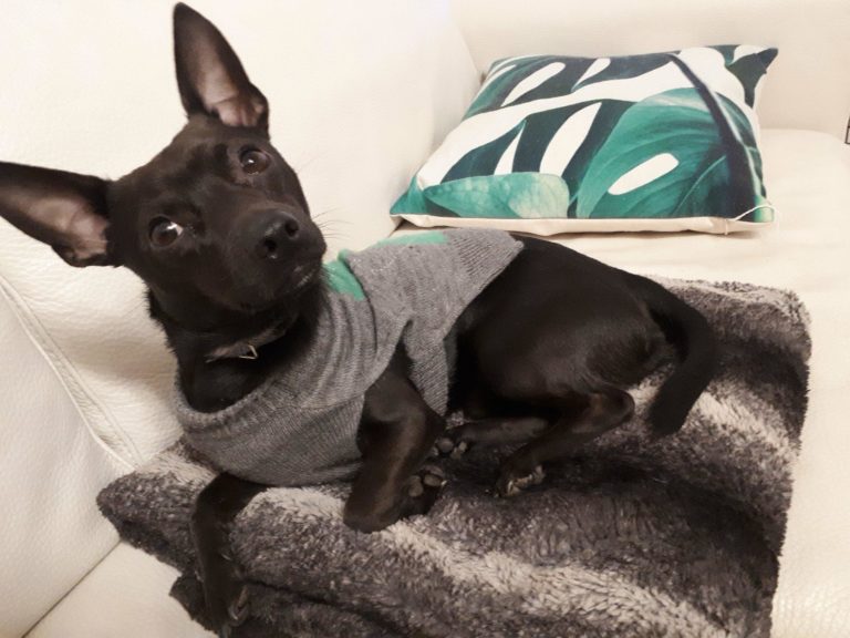 Stop Rolling Your Eyes at Small Dog Clothes: Here’s 5 Logical Reasons Why Stop Rolling Your Eyes at Small Dog Clothes: Here’s 5 Logical Reasons Why