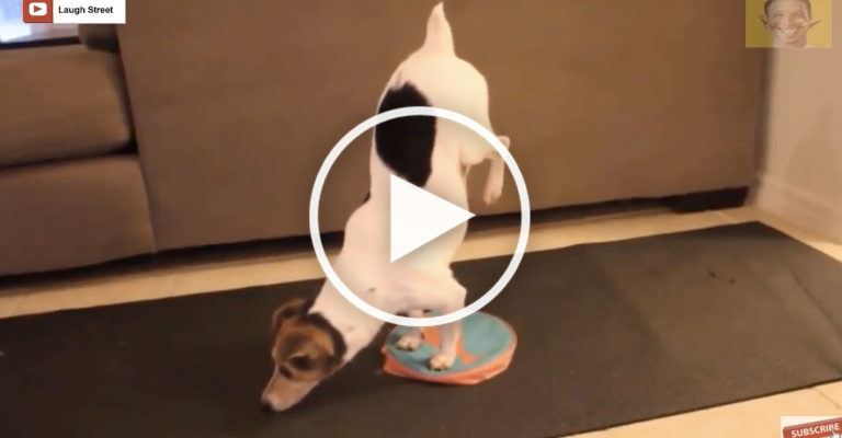 Dogs Practicing Yoga: A Compilation of Jaw-Dropping Adorable Talent Dogs Practicing Yoga: A Compilation of Jaw-Dropping Adorable Talent
