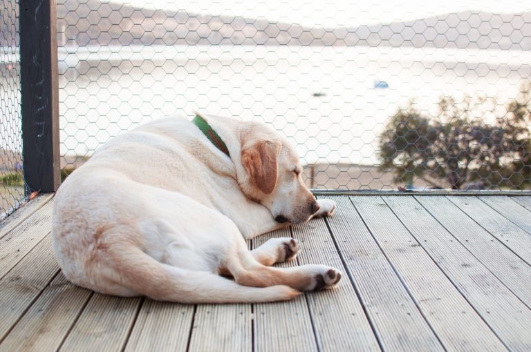 calming essential oils for dogs