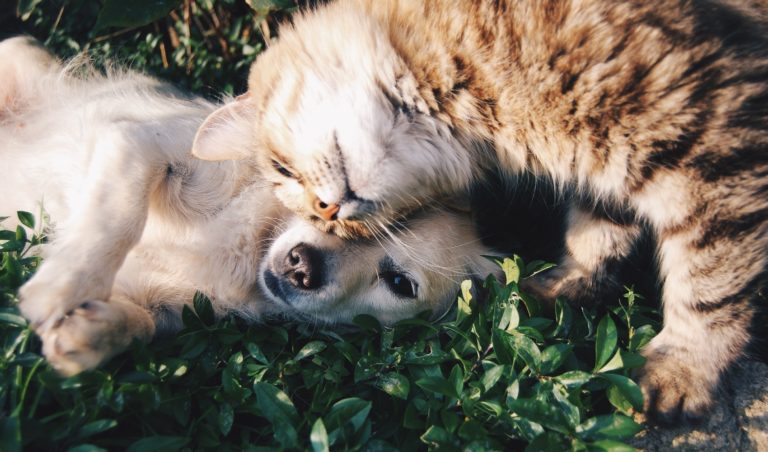 cat or dog, which pet should i get
