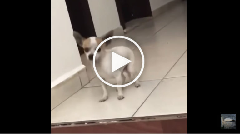 dog dancing club