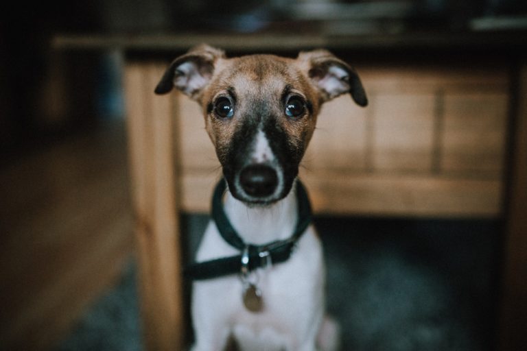 dog microchipping