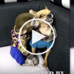 dog monkey video
