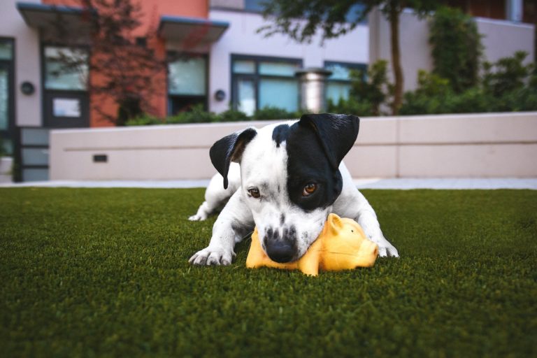 Dog Toy Subscription Box Offers “CHEWsurance.” WHAT!? Dog Toy Subscription Box Offers “CHEWsurance.” WHAT!?