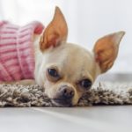 essential oils for dog allergies