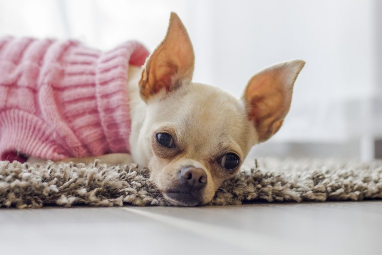 essential oils for dog allergies