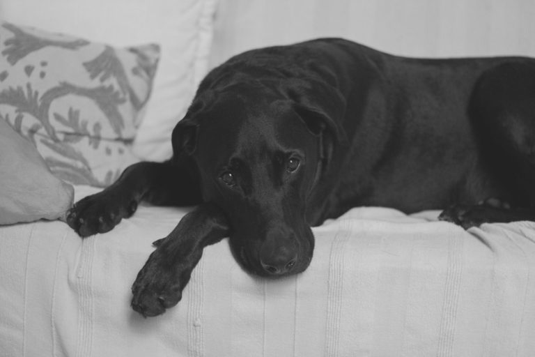 essential oils for dog arthritis