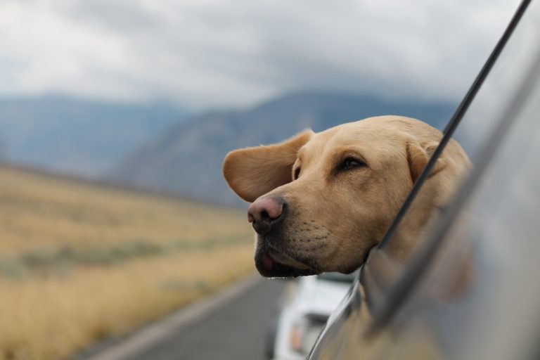 Labrador Retriever Most Popular Dog in U.S. for 27th Year