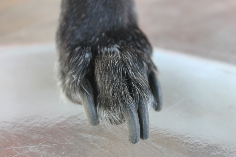 How to Deal with Long Dog Nails: Trim Like A Pro! How to Deal with Long Dog Nails: Trim Like A Pro!