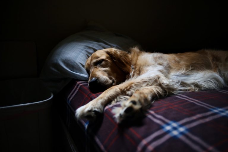 dog sleep