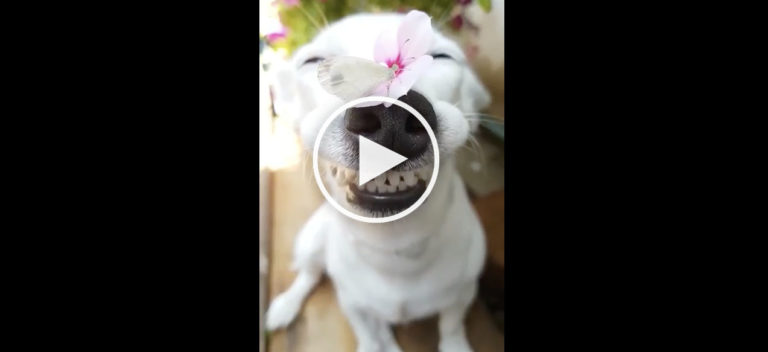 dog butterfly video