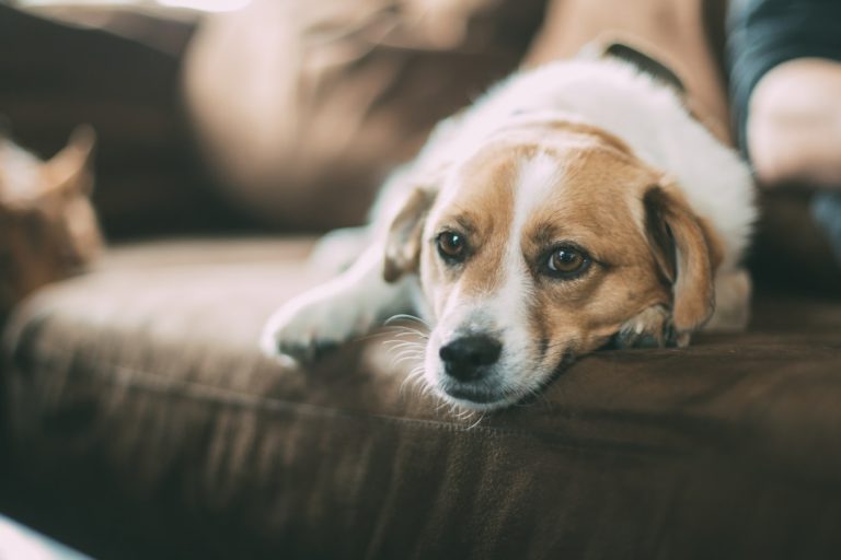 dog hair clean remove