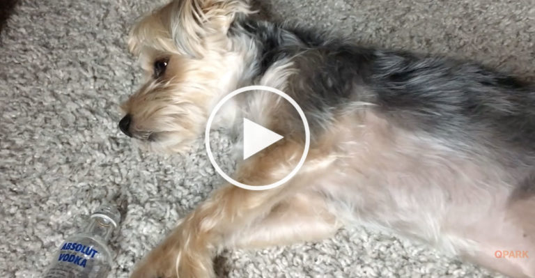 dog smells another dog video