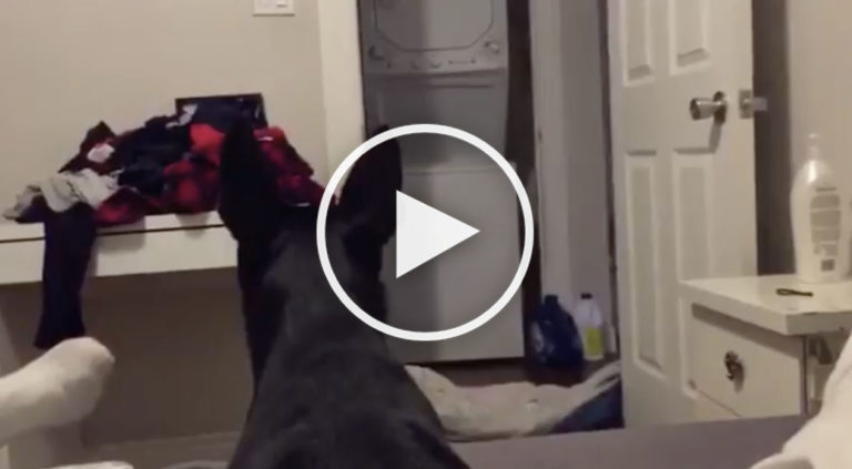 dog blanket prank
