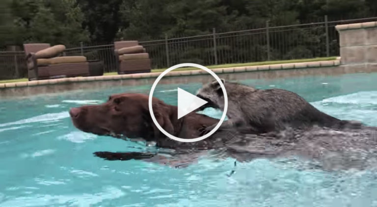 dog raccoon swimming