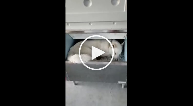 ice machine dog
