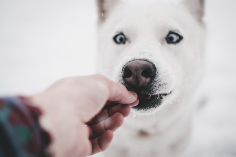 best dog dental chews