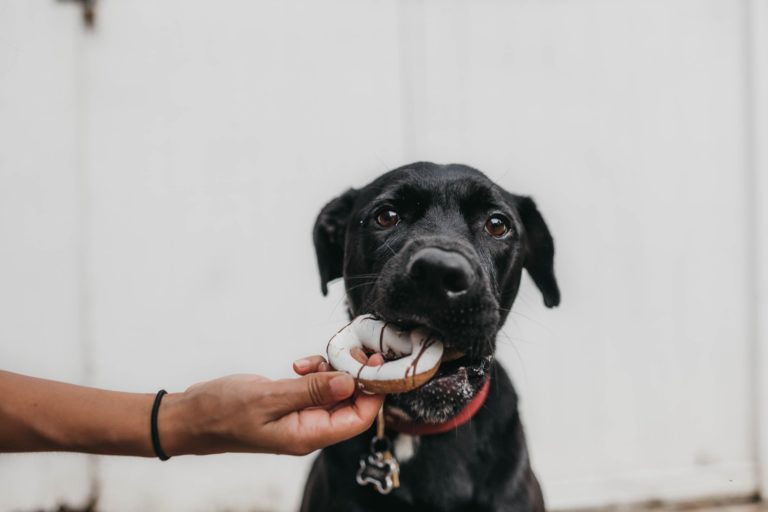 dog treat