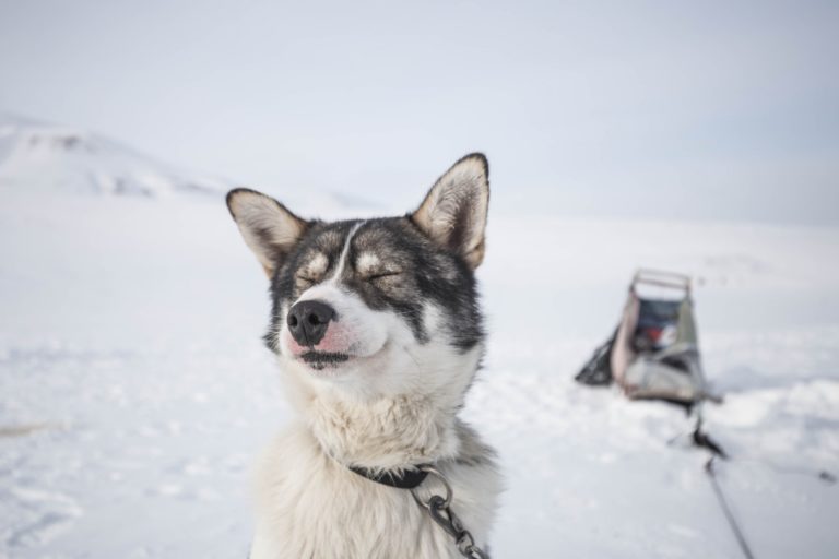 husky