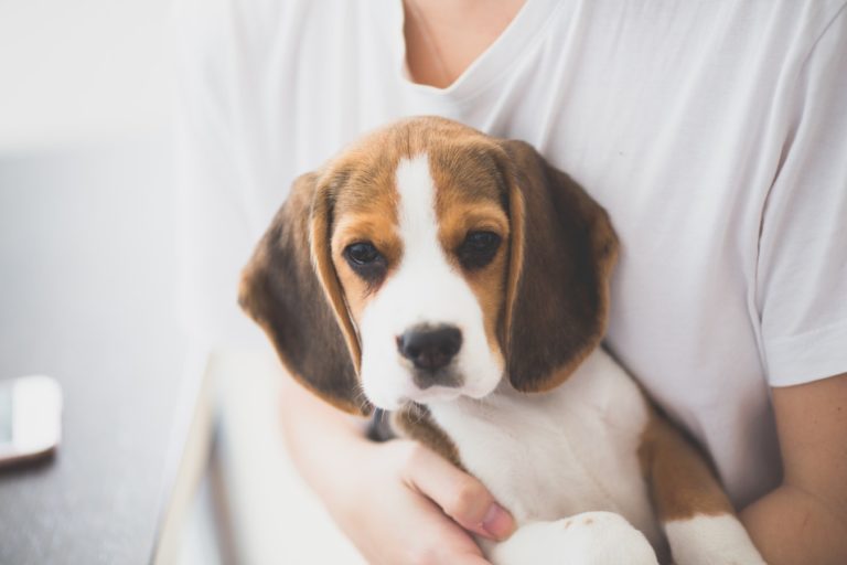 Where to Leave Dog While on Vacation Where to Leave Dog While on Vacation