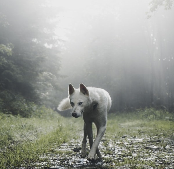 The Most Magical, Spiritual Dog Names and Biblical Dog Names The Most Magical, Spiritual Dog Names and Biblical Dog Names