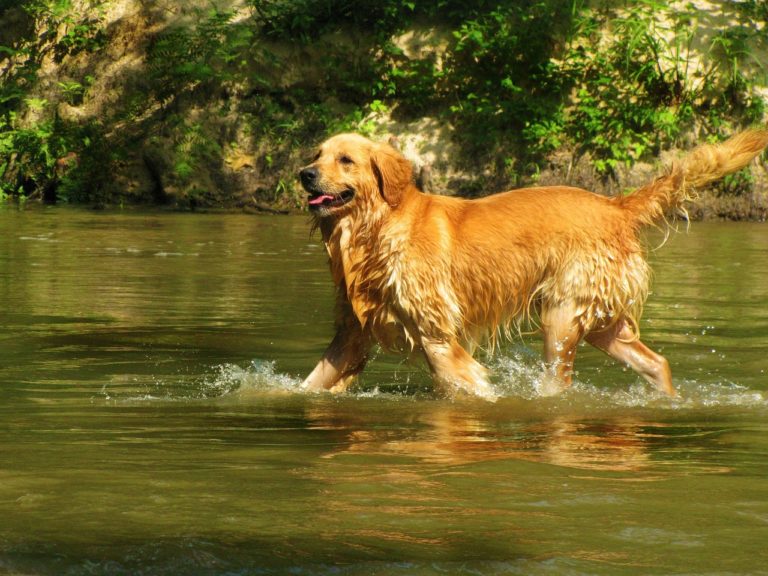 Are Golden Retrievers Good Hunting Dogs