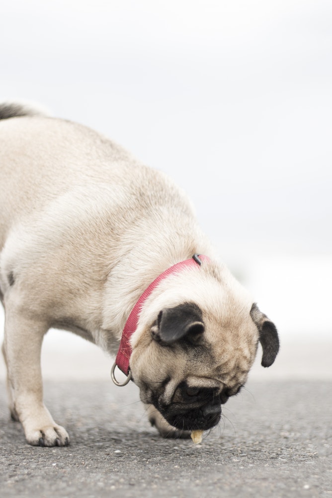 can dogs eat cheerios