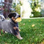 dog birthday party 7