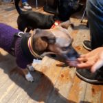 dog cafe 3