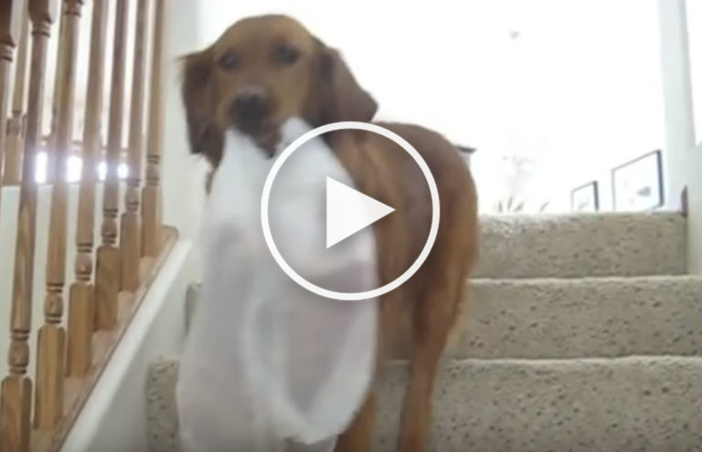 dog grocery trick