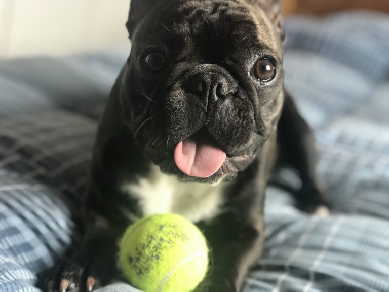 dog owner asthma