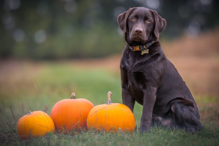 6 Pawesome Pumpkin Dog Recipes to Fall for this Season 6 Pawesome Pumpkin Dog Recipes to Fall for this Season