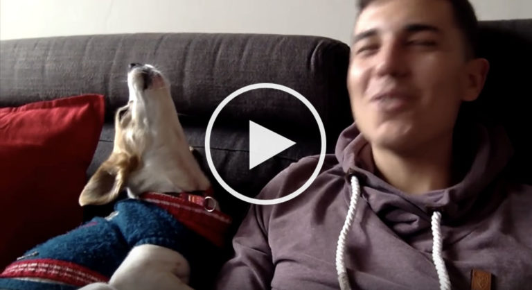 dogs talking
