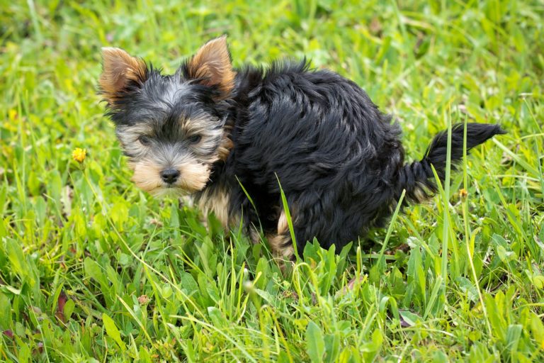 dog poop pick up
